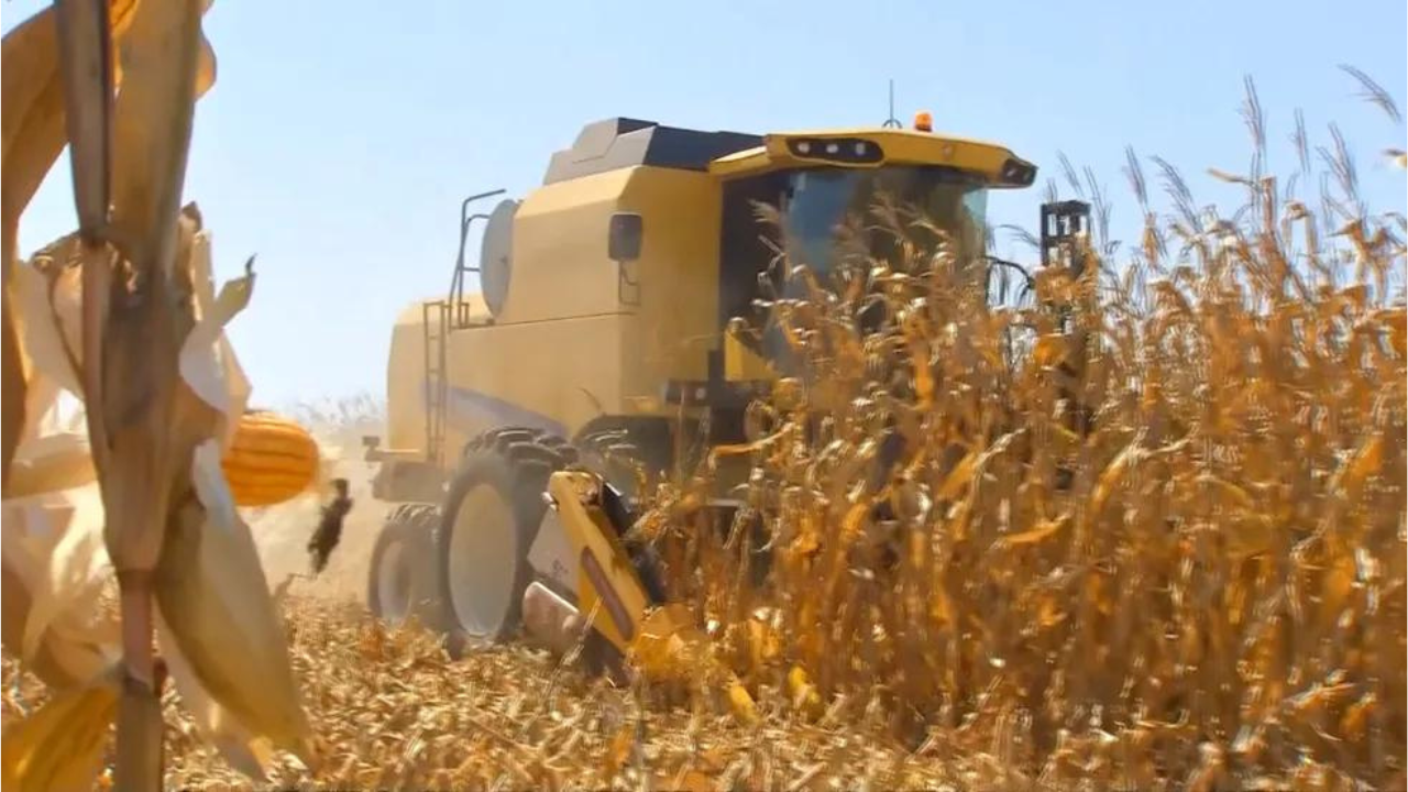 MT é destaque na exportação de milho na safra de 2023 com 52%