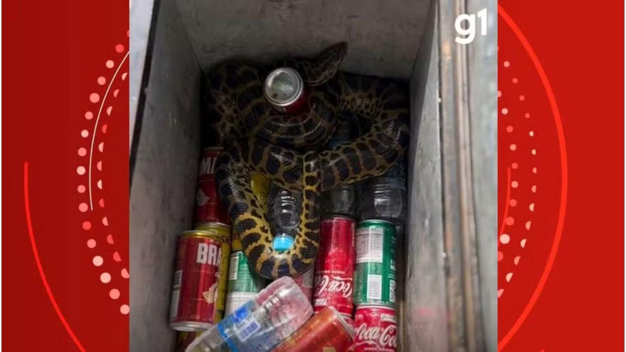 Cobra sente calor? Guia de turismo encontra sucuri em caixa térmica durante passeio no Pantanal de MT; vídeo
