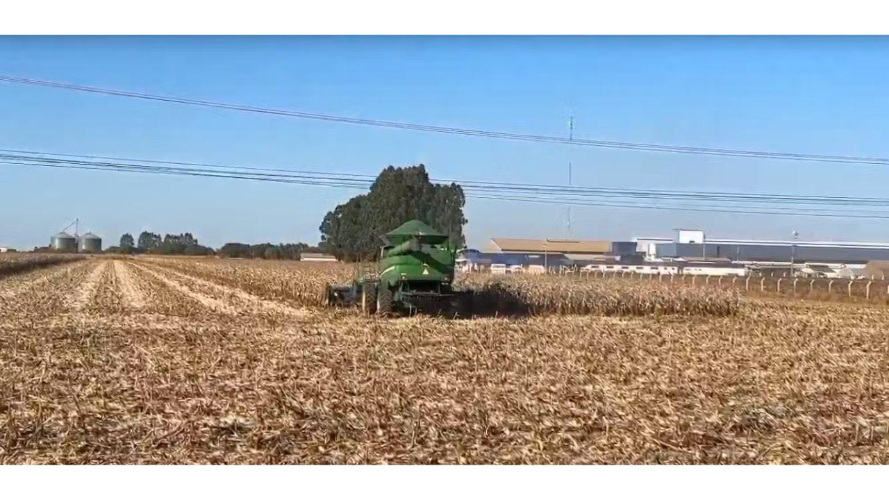 Filhote de anta é resgatado próximo a colheitadeira em plantação de milho em MT