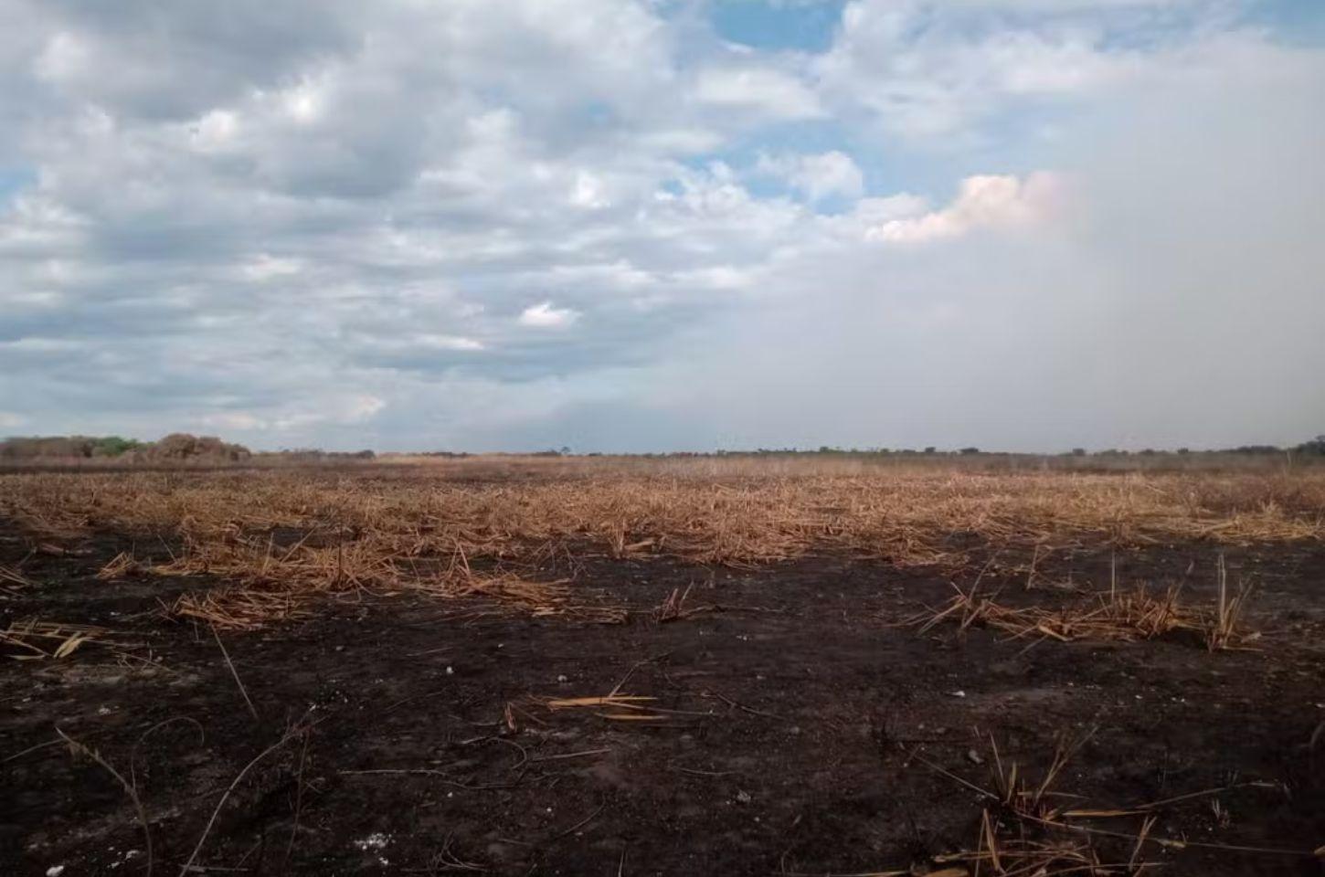 Fazendeiro é multado em R$ 50 milhões por queimar área do Pantanal que equivale a 10,5 mil campos de futebol
