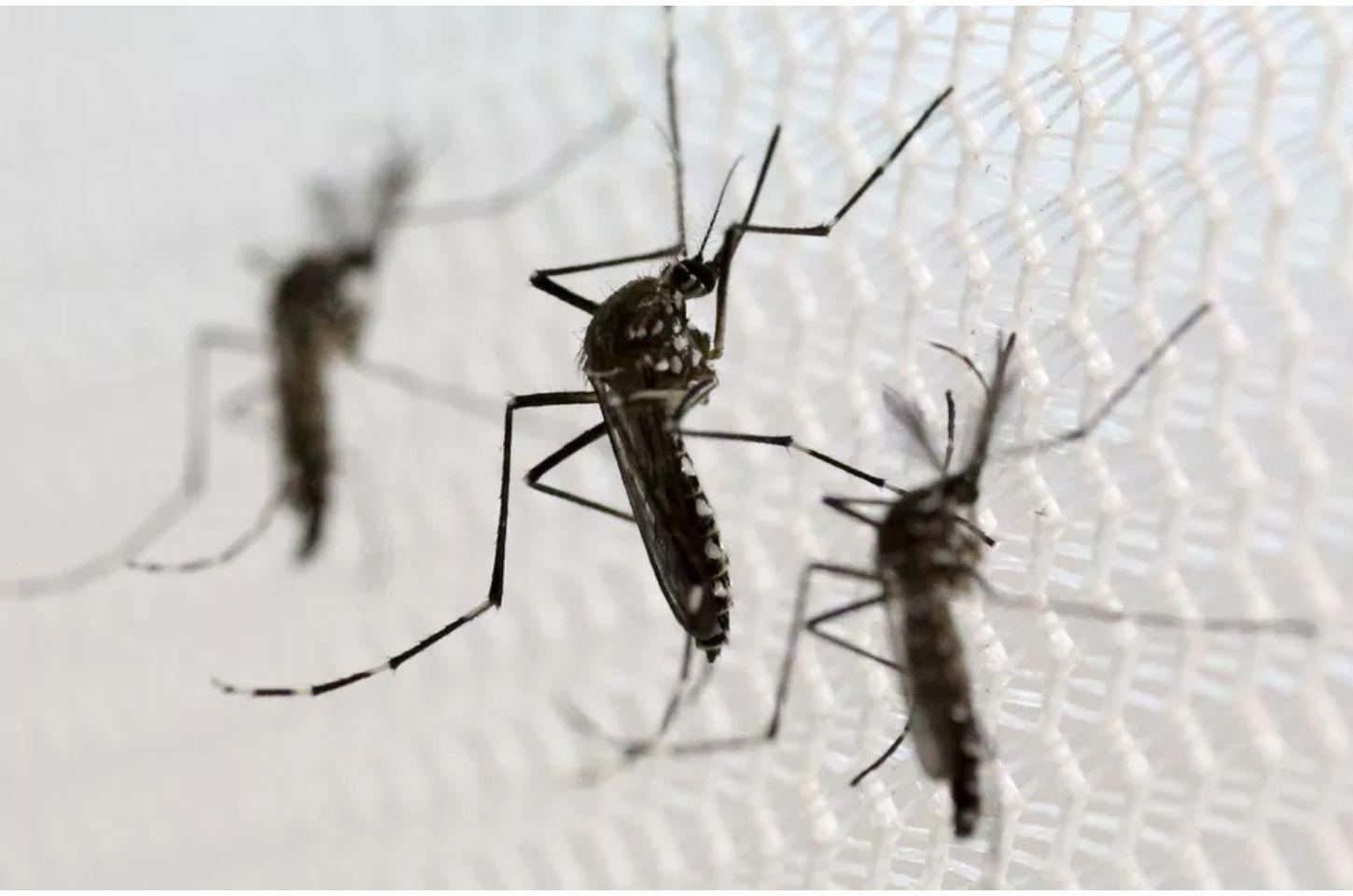 Dobra o número de mortes por chikungunya em menos de um mês em MT