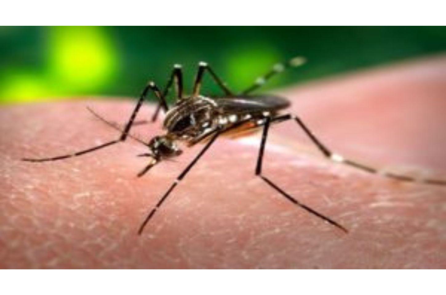 Mato Grosso enfrenta alta nos casos de chikungunya e lidera índice de dor crônica no Brasil
