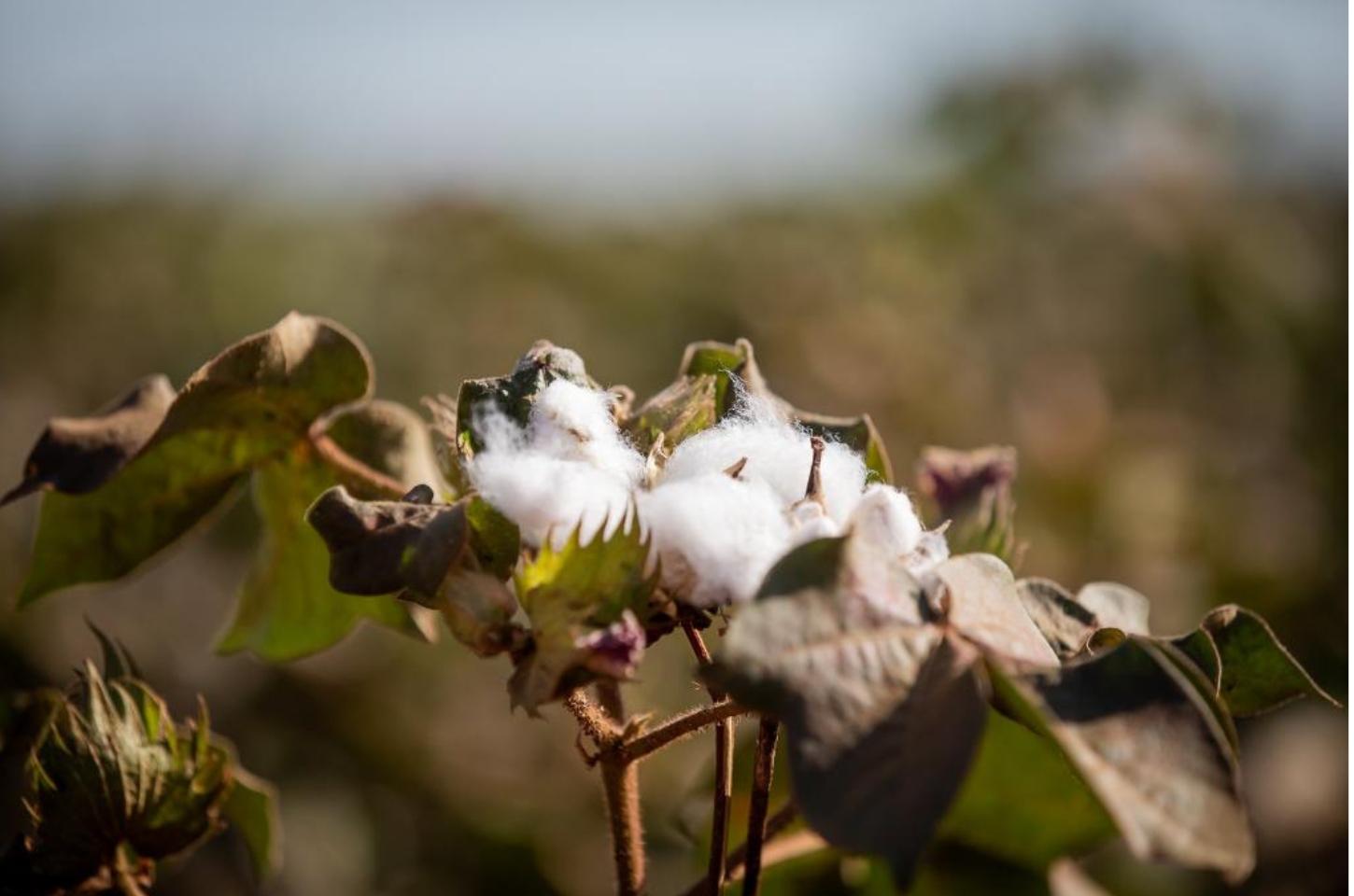 MT produz cerca de 70% do algodão sustentável do país e lidera setor