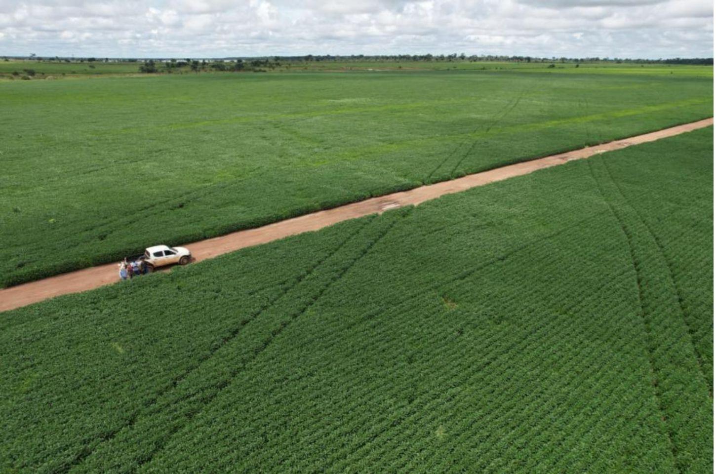 Produtores de soja de MT têm até 15 de fevereiro para cadastrar unidades de produção no Indea
