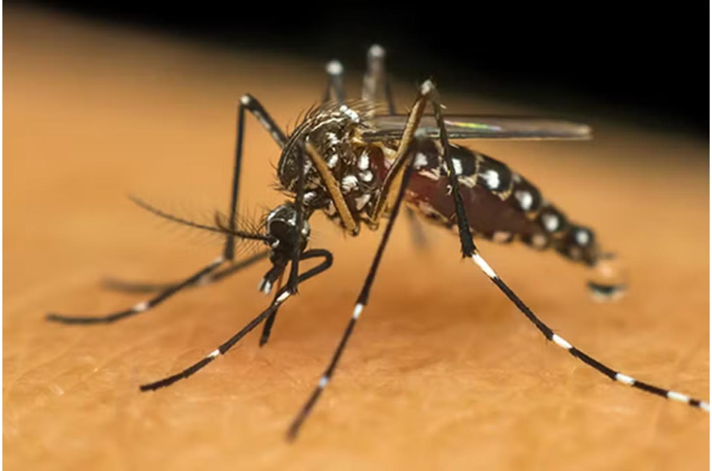 Em dois meses, MT supera total de mortes por chikungunya registradas em 2024