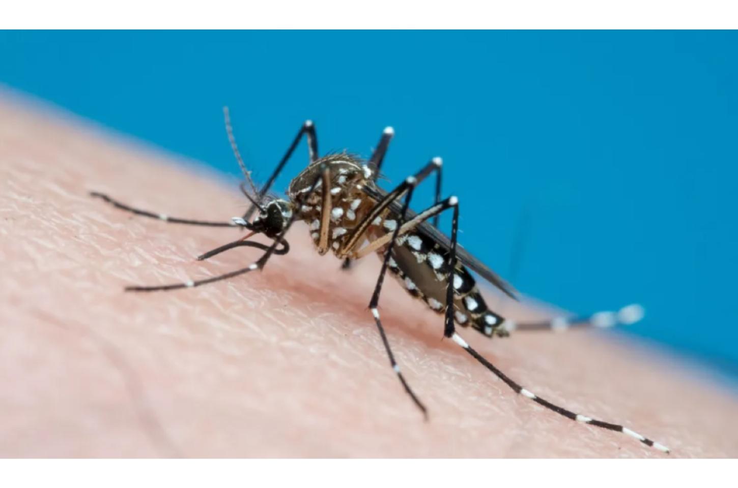 Entenda quais são os grupos de risco para dengue e chikungunya em Mato Grosso