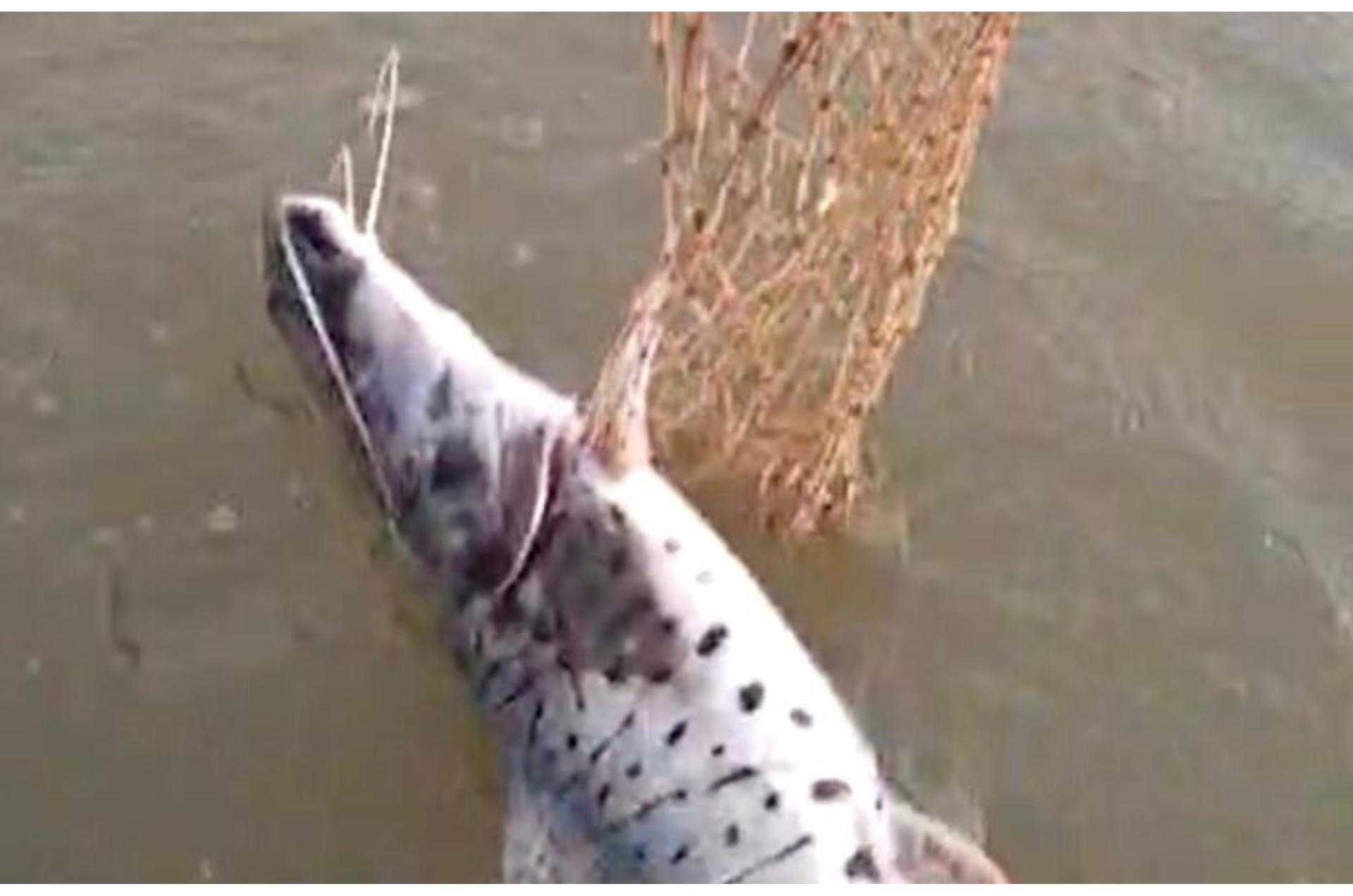 Sema investiga novo caso de mortandade de peixes no rio Teles Pires em Sinop