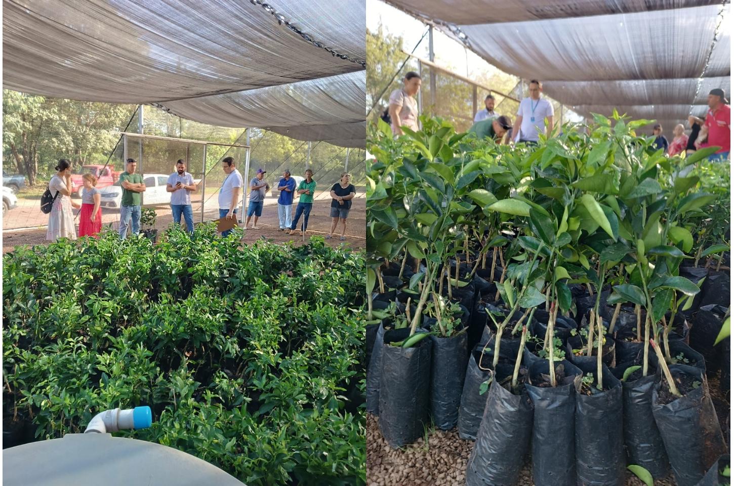 Entrega de Mudas de Cítrus Beneficia 38 Produtores da Agricultura Familiar em Terra Nova do Norte