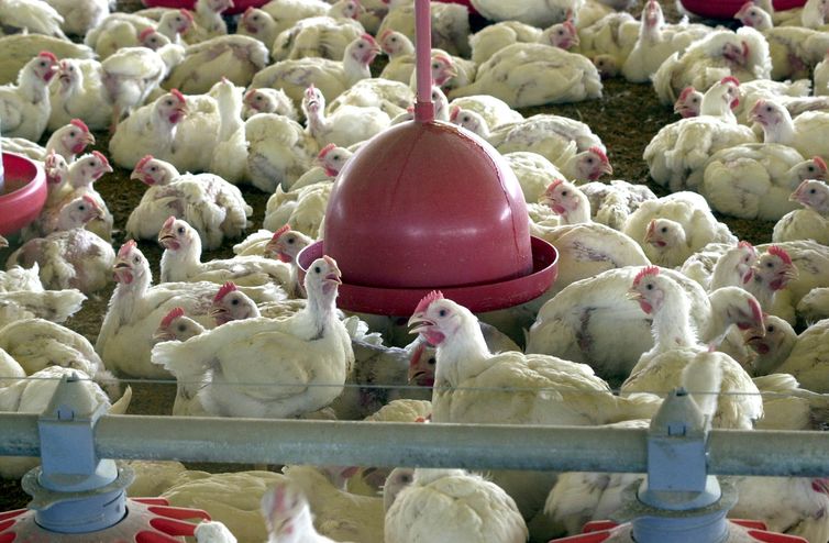 Agricultura confirma caso de gripe aviária em município do RS