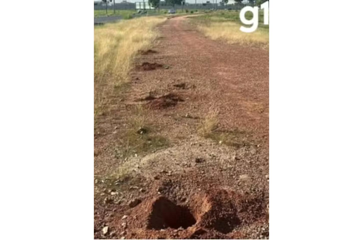 Mais de 50 mudas plantadas em homenagem a vítimas de feminicídio em MT são arrancadas