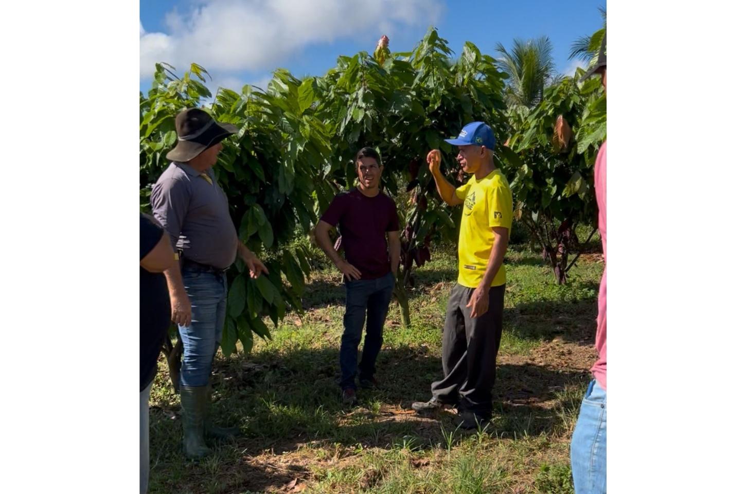 Produtores realizam visita técnica em propriedade da Linha Paraná para fortalecer a Cacauicultura em Terra Nova
