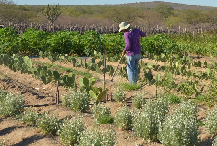 Estudo mostra ganhos necessários para vida digna em áreas do semiárido