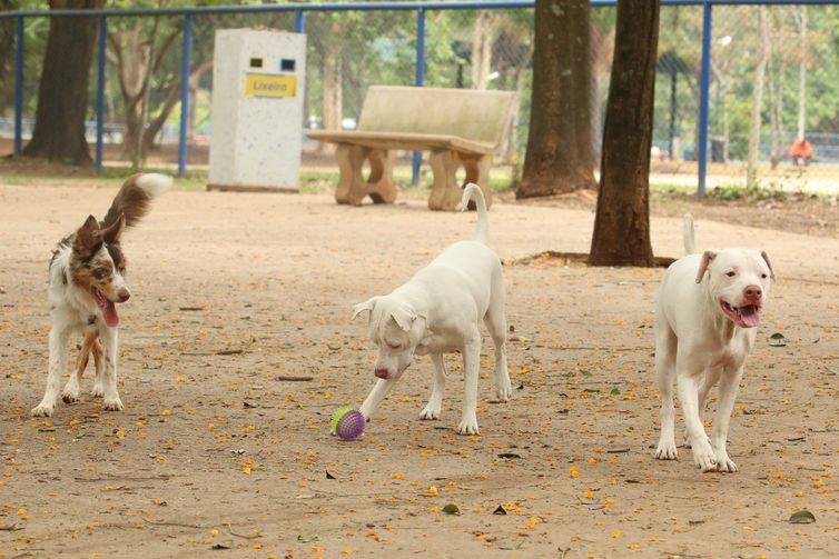 Governo sanciona lei que proíbe tatuagens e piercings em cães e gatos
