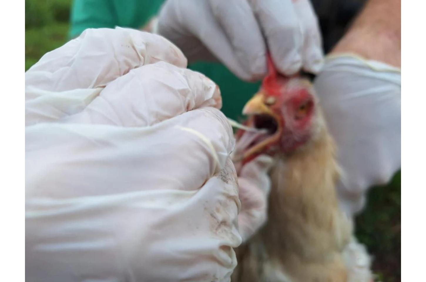 Influenza Aviária chega em Mato Grosso
