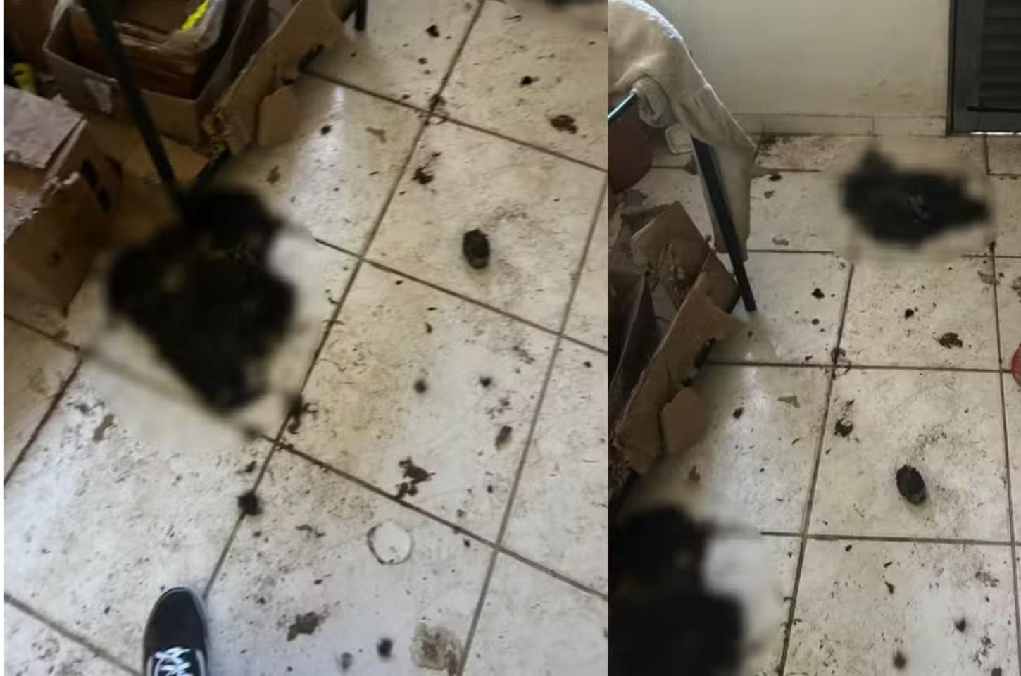 Morador é preso após polícia encontrar 5 gatos mortos dentro de casa em Cuiabá e alega ritual de bruxaria