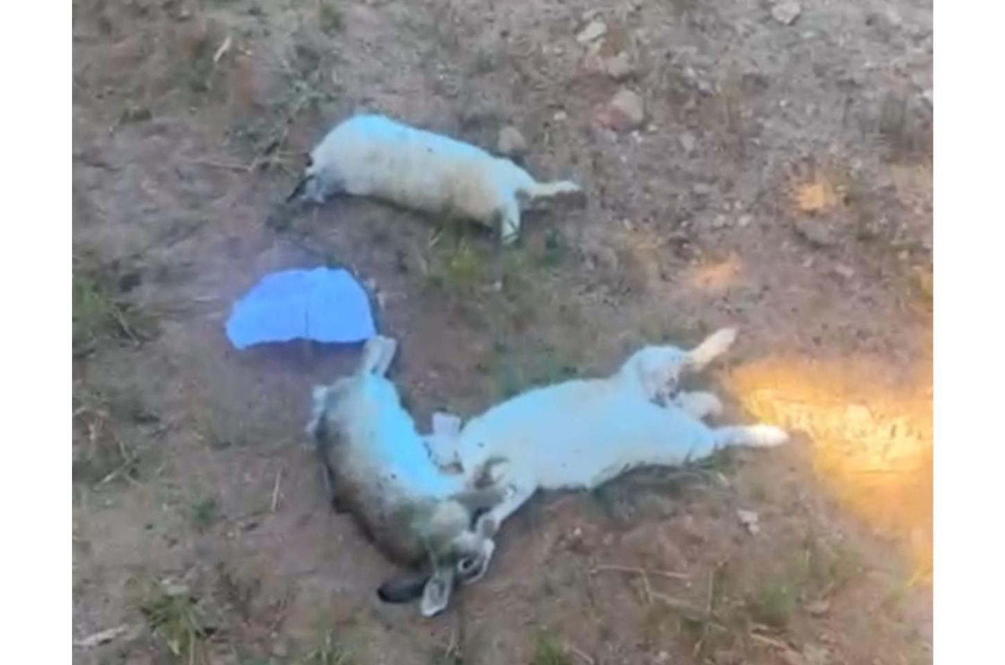 Peixoto de Azevedo, mais de 25 coelhos são encontrados mortos na APAE e polícia investiga suspeita de morte intencional.