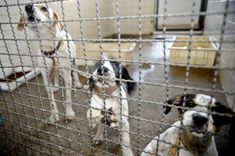 Projeto aprovado na Câmara proíbe uso de animais em testes cosméticos