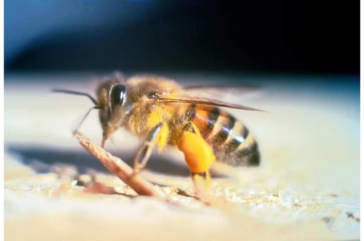 Ataque de enxame de abelhas deixa 12 feridos às margens de córrego em MT