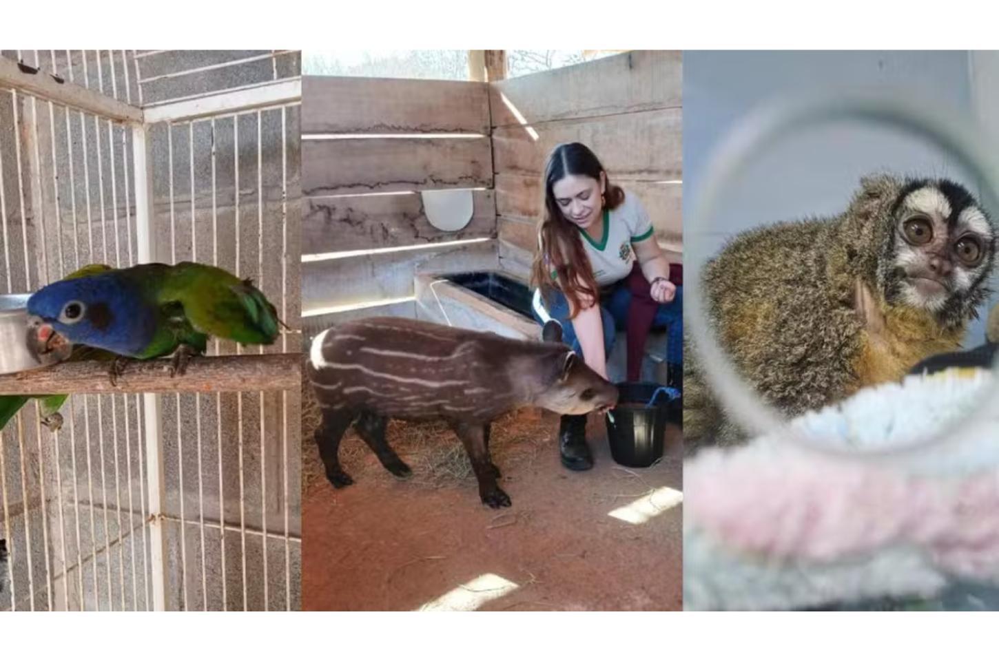Cinco animais silvestres resgatados em MT são transferidos para santuário em MG