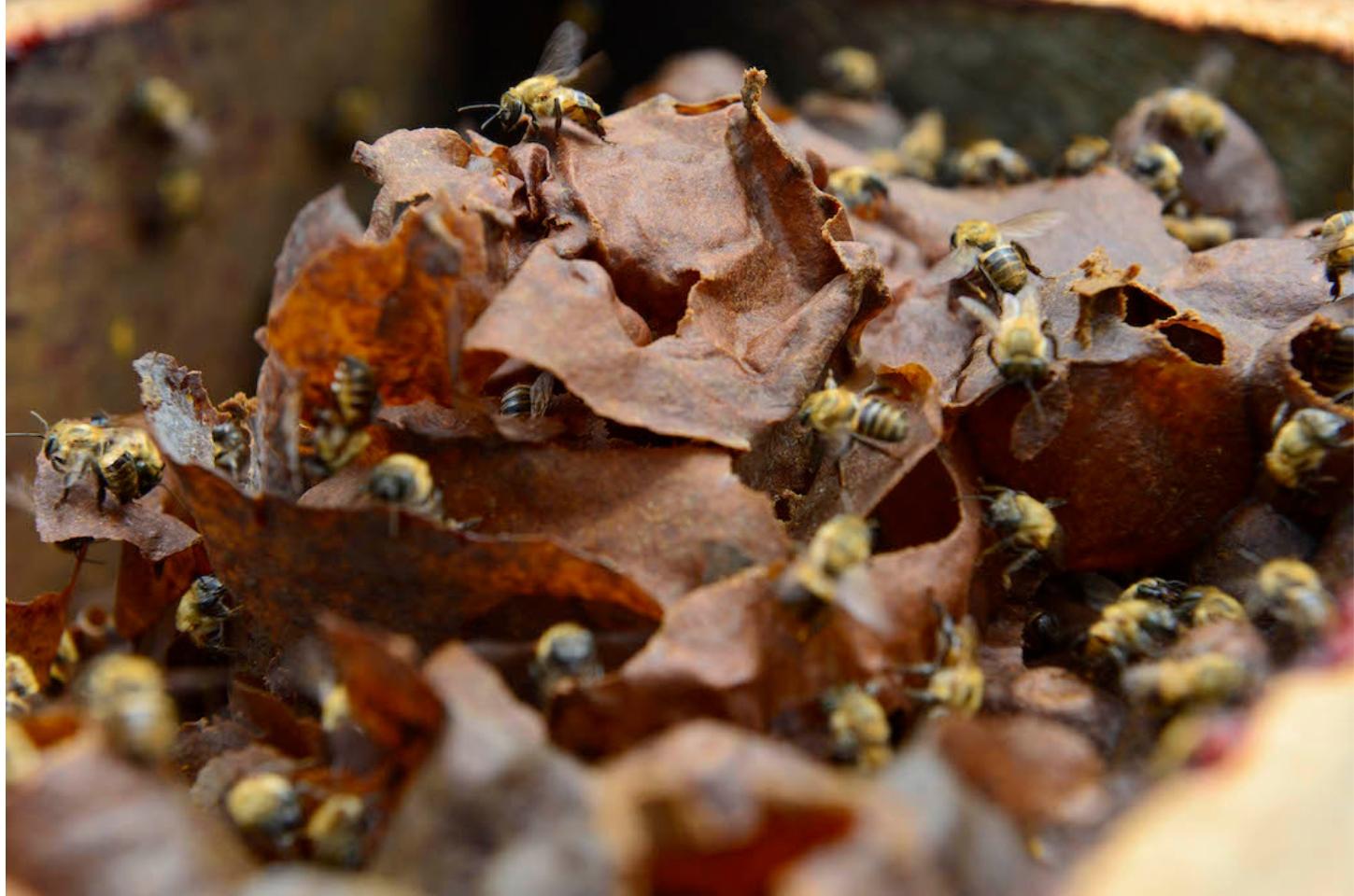 Funcionário de fazenda em Mato Grosso morre ao ser atacado por abelhas