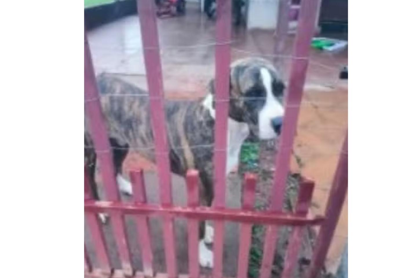 Idoso de 68 anos é preso por suspeita de zoofilia e alega sofrer de 'perda de memória' em Nova Guarita