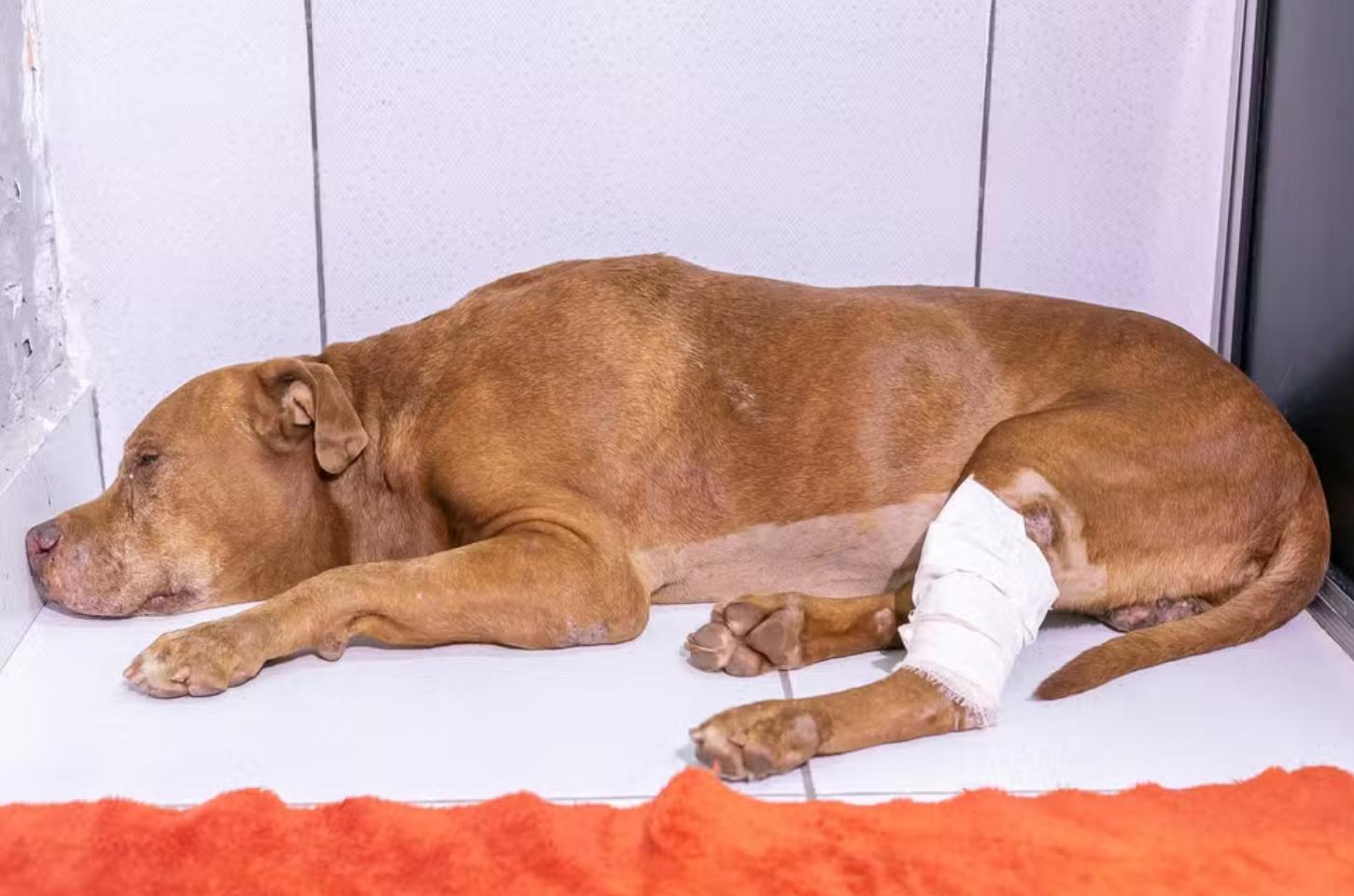 Pitbull enterrado vivo em quintal morre 5 dias após resgate em Cuiabá