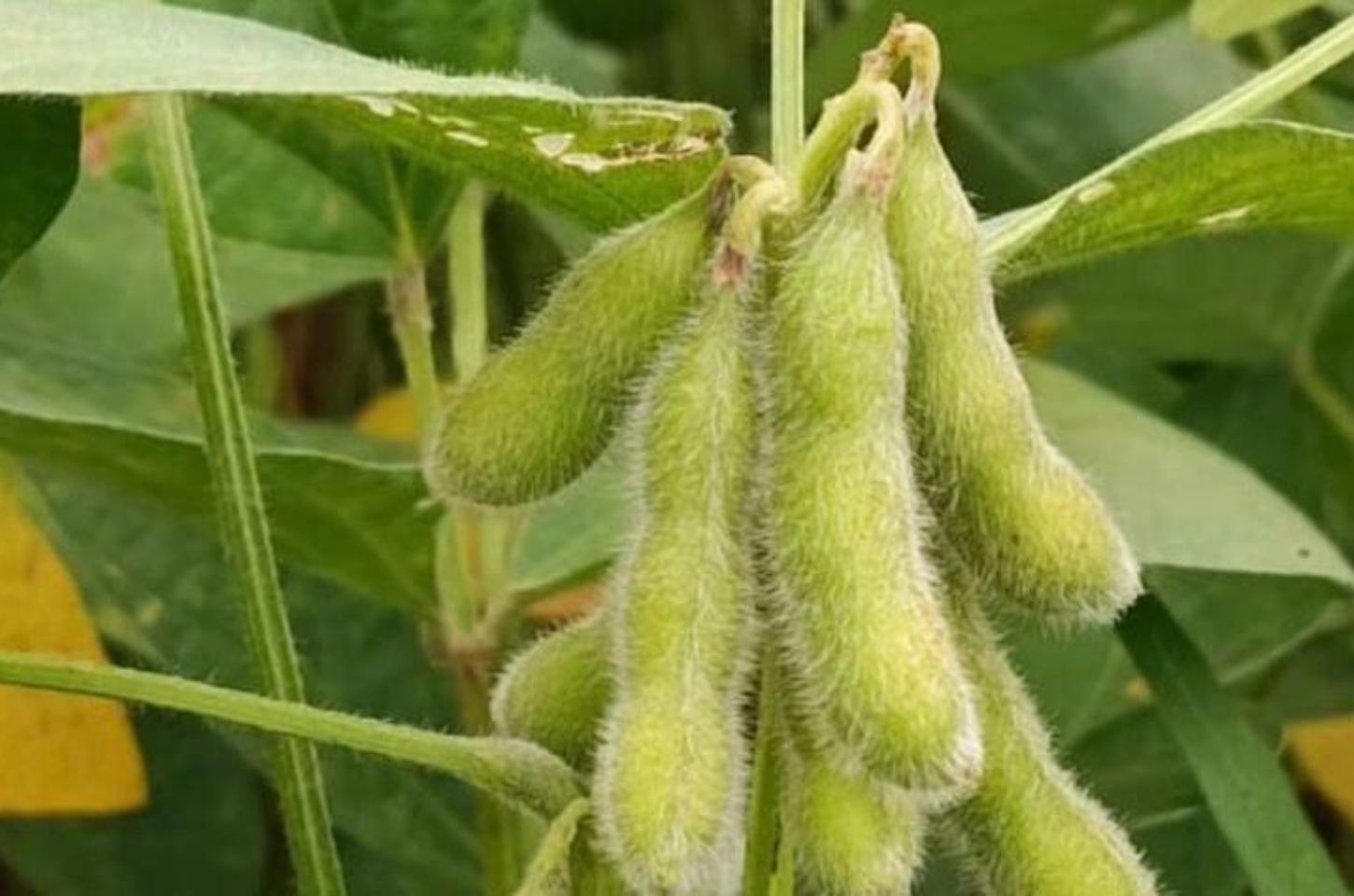 Sojicultores de MT têm até 15 de fevereiro para cadastrar área no Indea