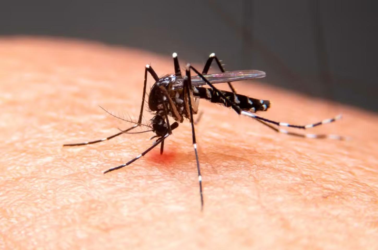 Repelentes elétricos são eficazes? Entenda as diferenças entre os modelos