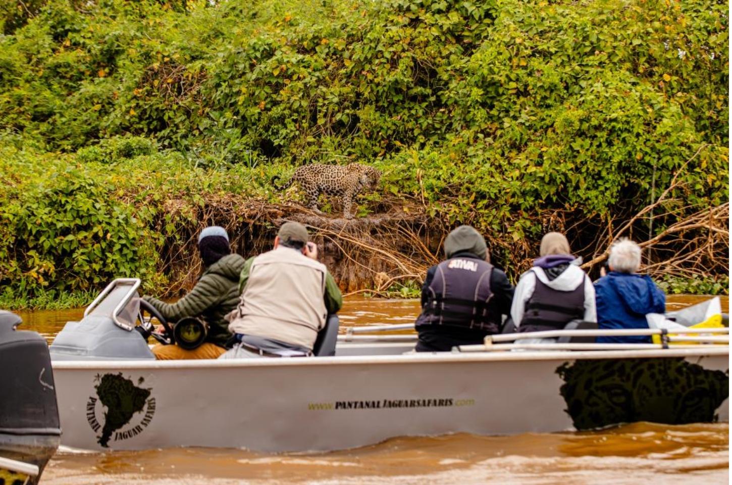 Projeto busca eliminar os desafios silenciosos do turismo de observação de onças no Pantanal