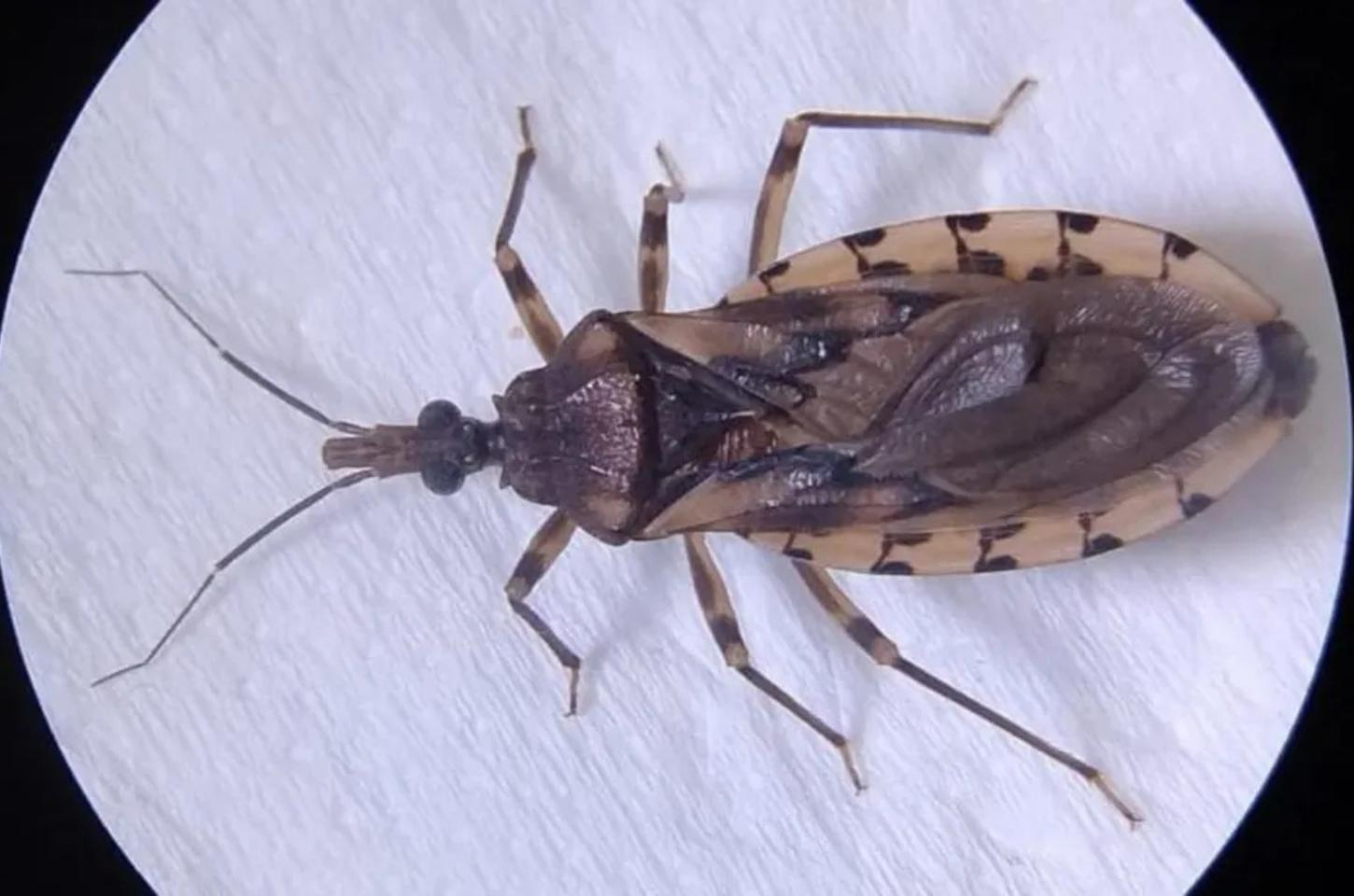Prefeitura emite alerta após confirmação de novos casos de doença de Chagas em MT