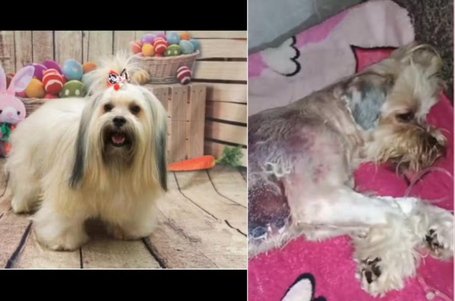 Dona de pet shop investigada por fraude processual é presa e solta após pagar fiança em Cuiabá